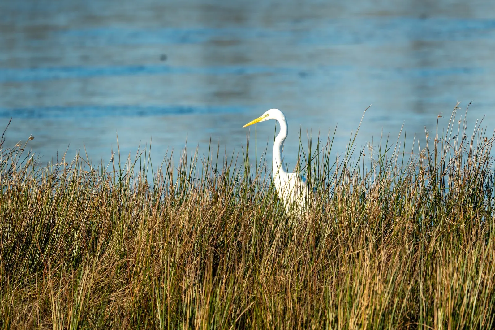 Alligators and Wildlife on Orlando Golf Courses: Staying Safe by the Water